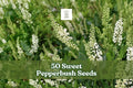 Sweet pepperbush seeds with white flower spikes and green foliage