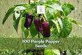 Purple pepper seeds with dark purple chili peppers on plants