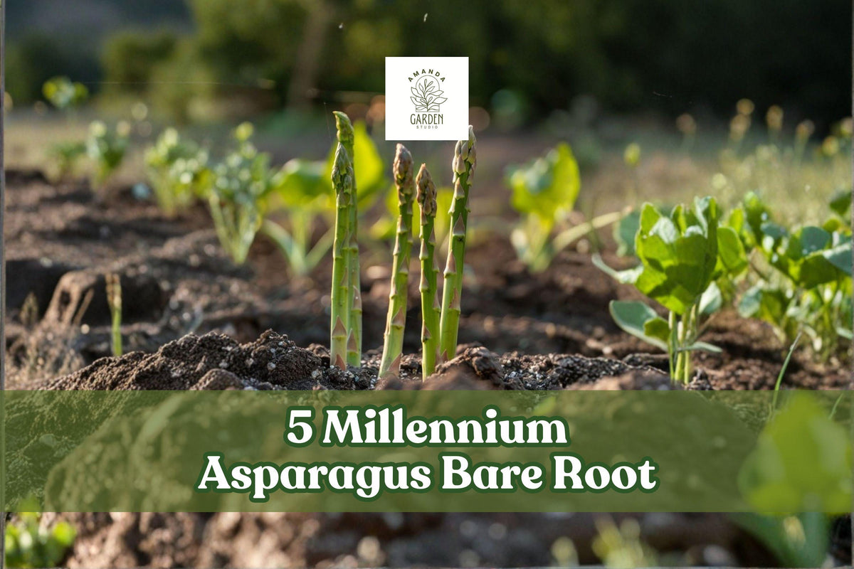 Asparagus bare root crowns with green spears in garden soil