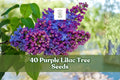 Purple lilac tree seeds for planting, shown with clusters of purple lilac blooms