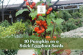 Ornamental Solanum integrifolium eggplant plant with small orange pumpkin-shaped fruits