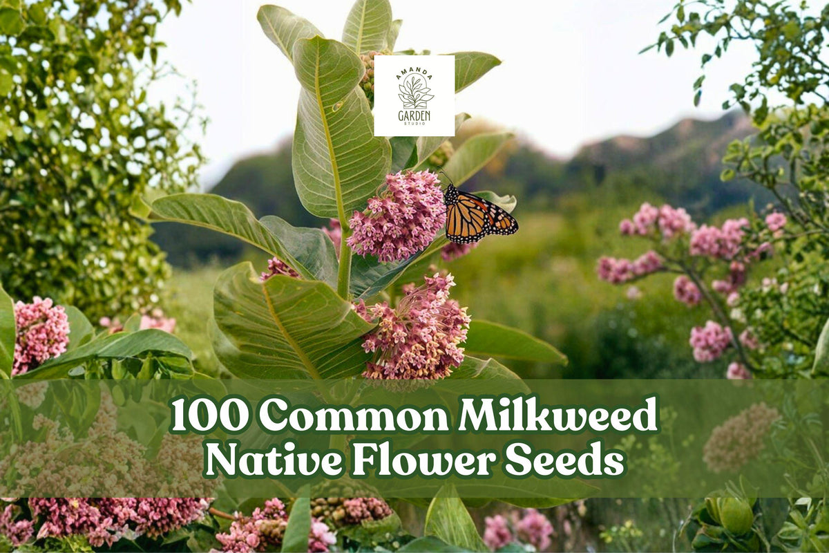 Common milkweed seed pack with Asclepias syriaca pink flower clusters