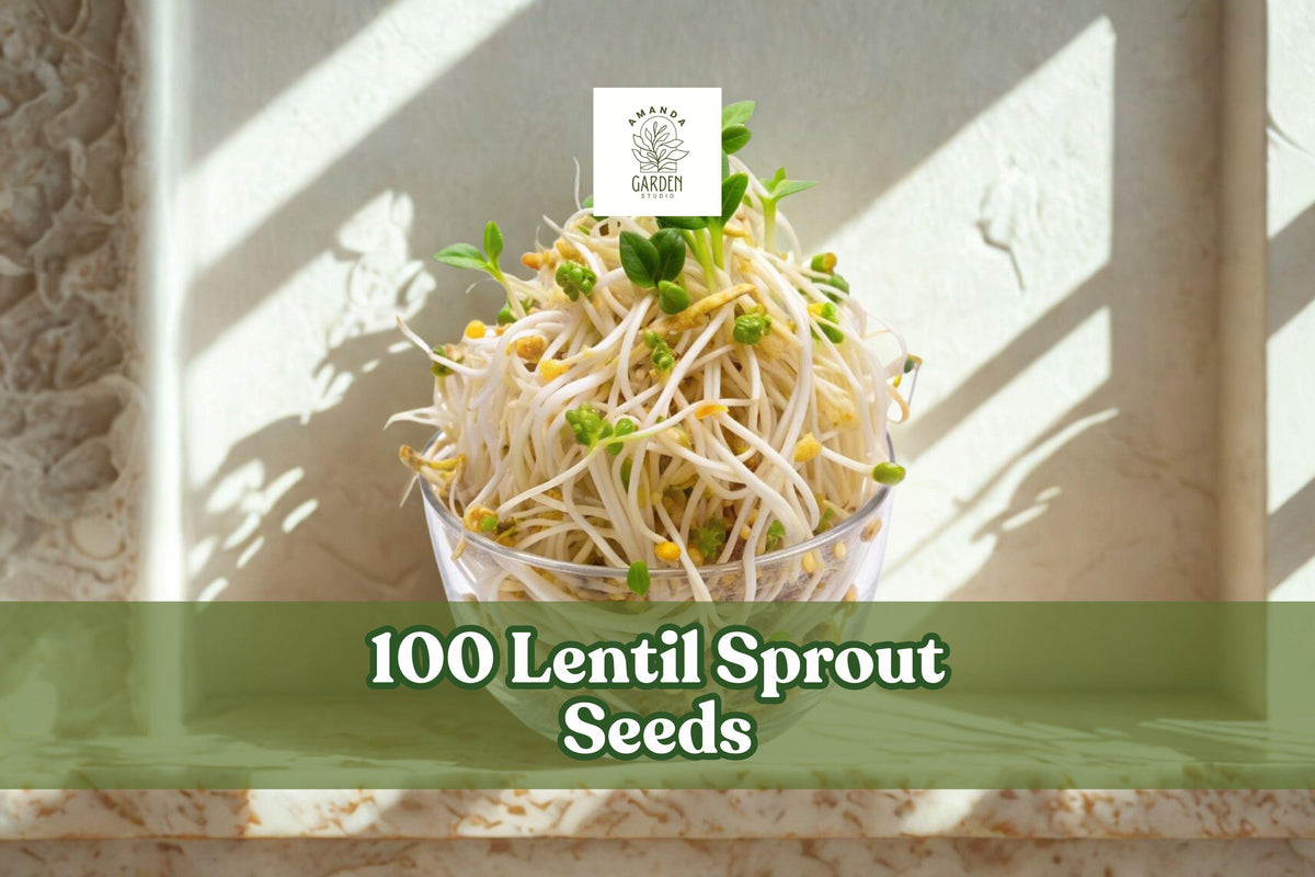 Fresh lentil sprouts in a bowl from sprout seeds, pale yellow-green stems and tips
