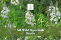 Wild Hyacinth (Camassia scilloides) seeds, 50; pale blue to violet flower spikes