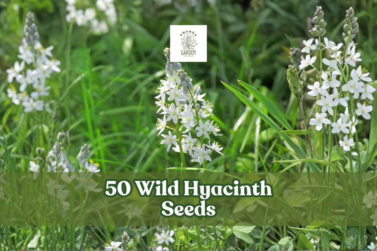 Wild Hyacinth (Camassia scilloides) seeds, 50; pale blue to violet flower spikes