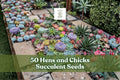 Rosette-forming hens and chicks succulent plants in a garden bed