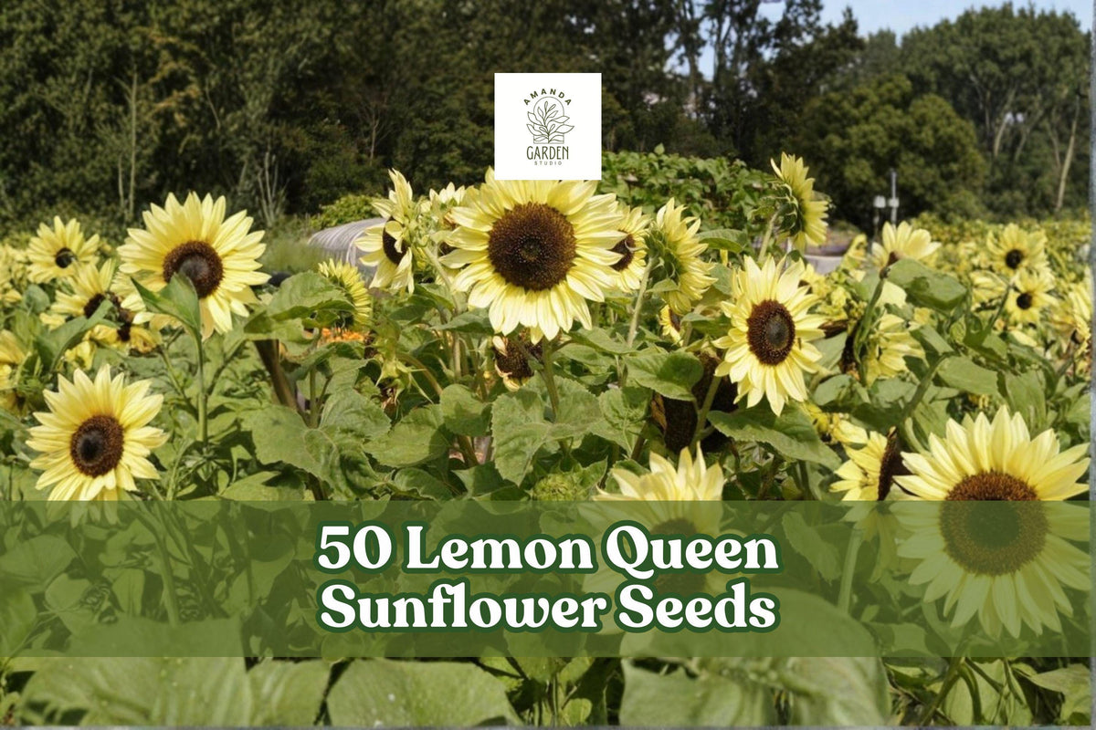 Lemon yellow sunflower plants with large blooms for garden planting