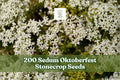 Sedum stonecrop seeds for planting: low succulent ground cover with white star flowers