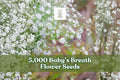 Baby’s Breath flower seeds, showing small white blossom clusters on thin stems
