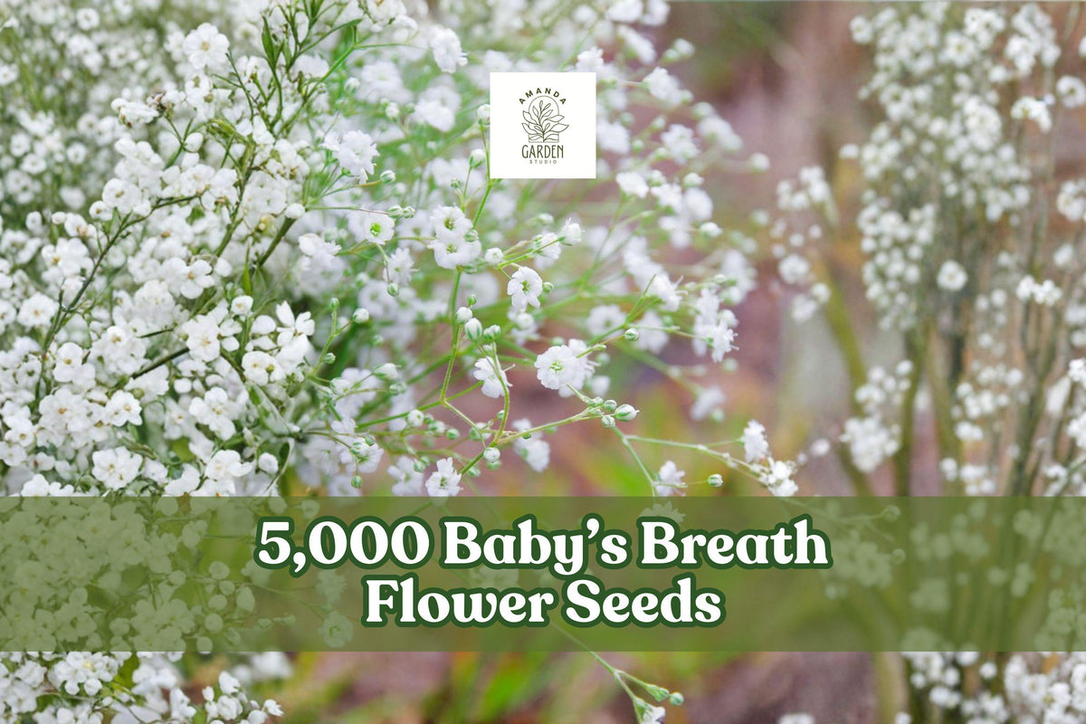 Baby’s Breath flower seeds, showing small white blossom clusters on thin stems