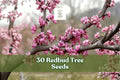 Redbud tree seeds packet: flowering tree branch with pink to purple blossoms