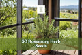 Rosemary herb seeds with young rosemary plant in a pot, evergreen needle-like leaves
