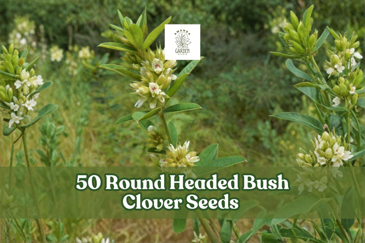 Round headed bush clover with green leaves and clusters of pale flowers
