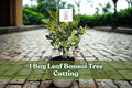 Bay leaf bonsai cutting with a thick trunk and leafy green branches in a small pot