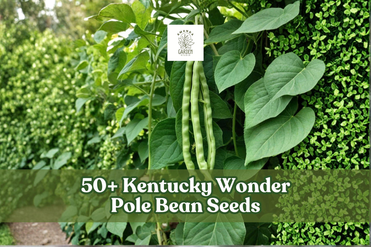 Heirloom pole bean seeds with green climbing bean pods and leaves