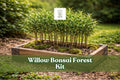 Willow bonsai forest kit with many young cuttings growing in a square planter box