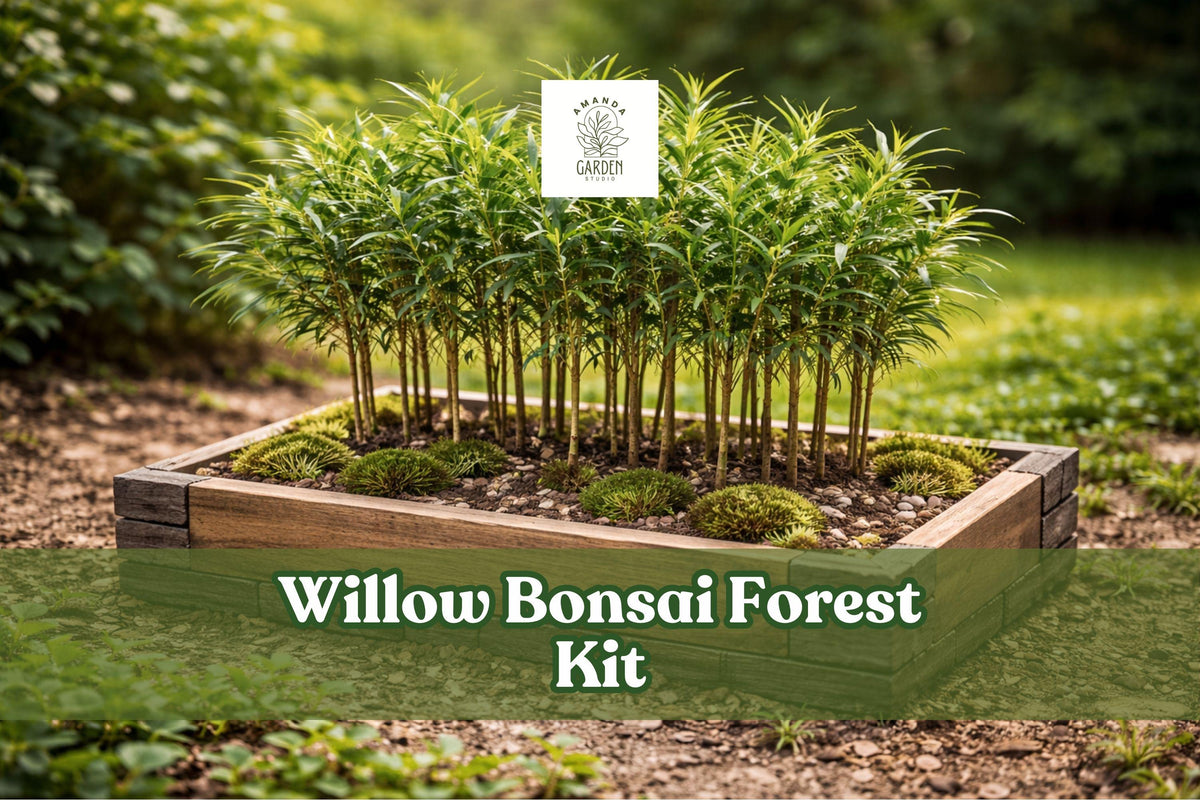 Willow bonsai forest kit with many young cuttings growing in a square planter box