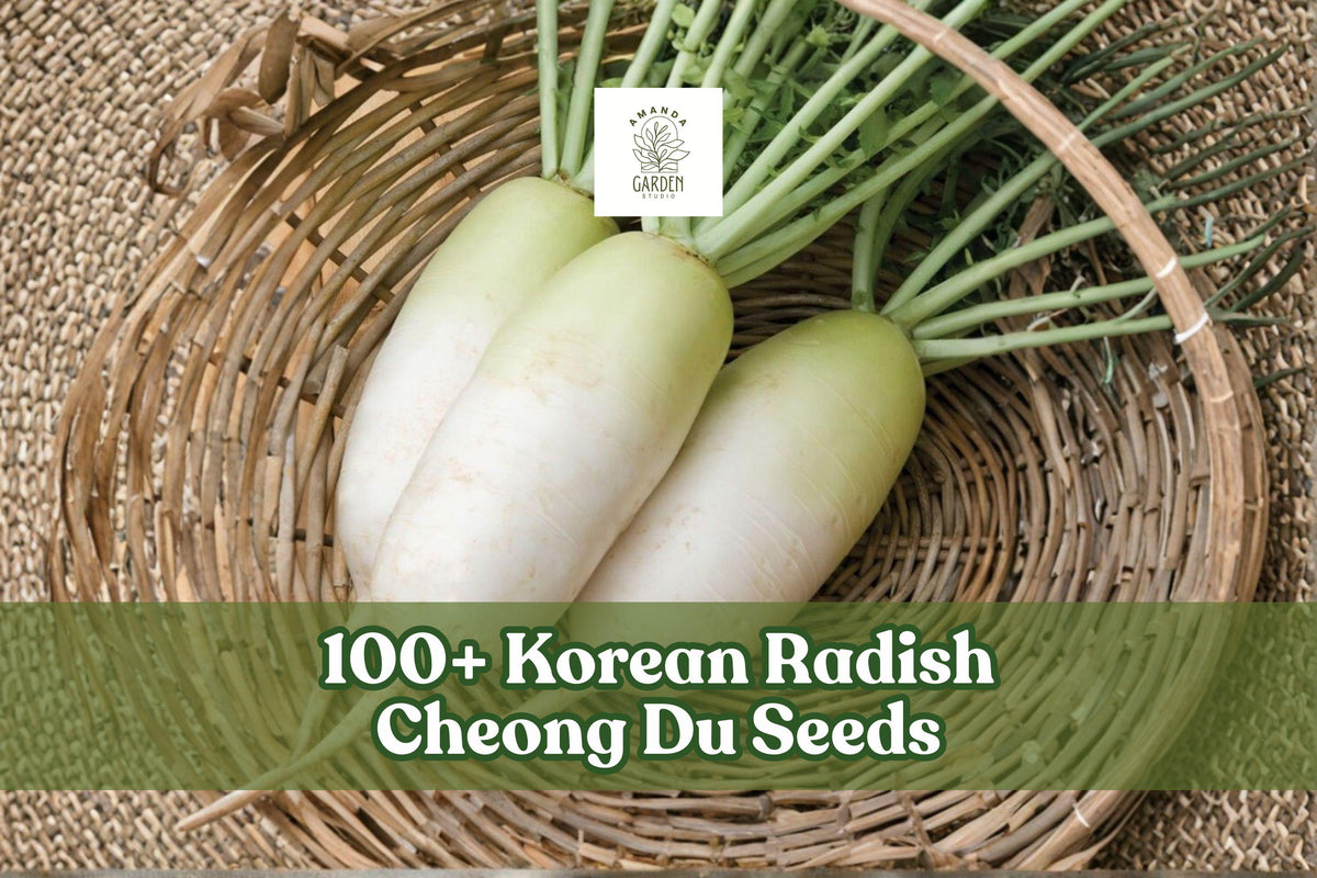 Korean radish bulbs with pale green tops in a woven basket
