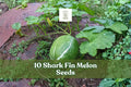 Heirloom shark fin melon gourd plant with green leaves and fruit in garden