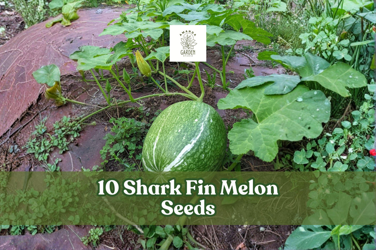 Heirloom shark fin melon gourd plant with green leaves and fruit in garden