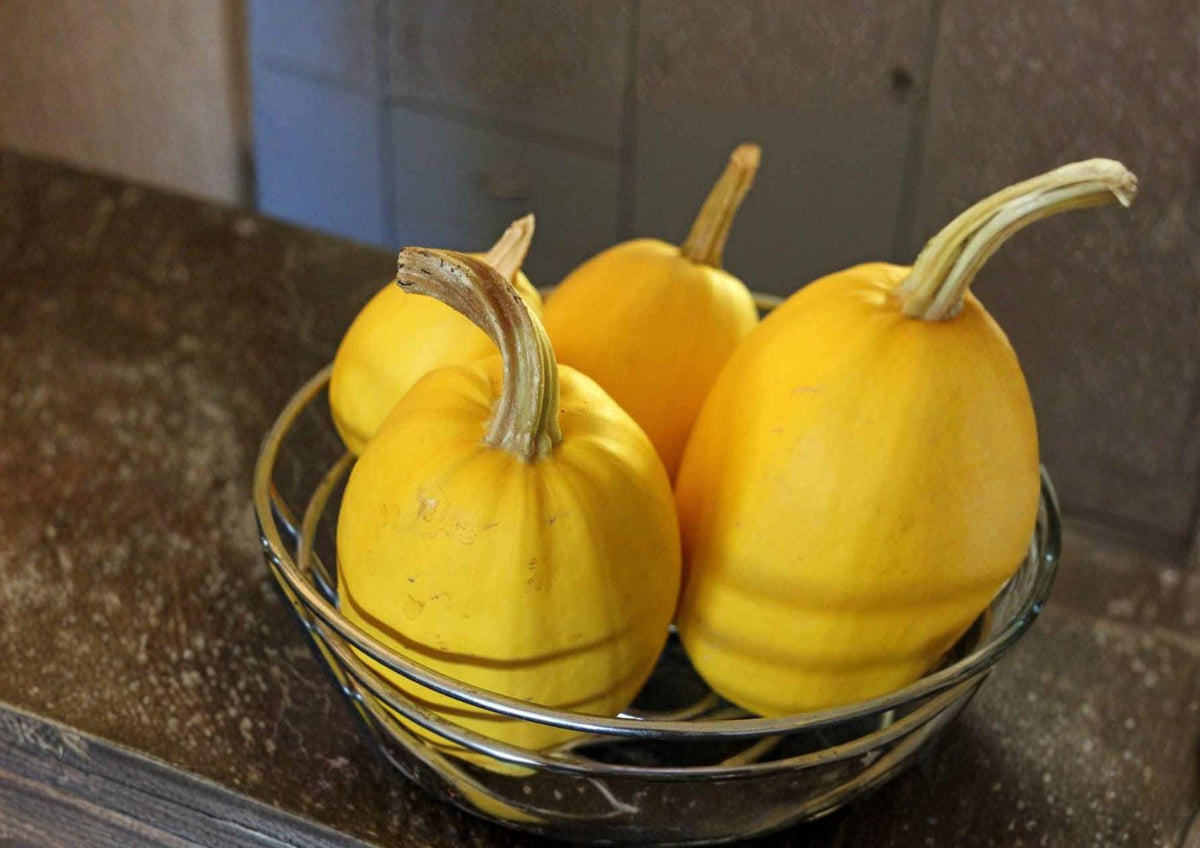 Heirloom spaghetti squash fruit, oval yellow with stems, in a metal bowl