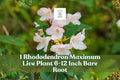 Rhododendron maximum shrub with clusters of pale pink and white blooms and green leaves