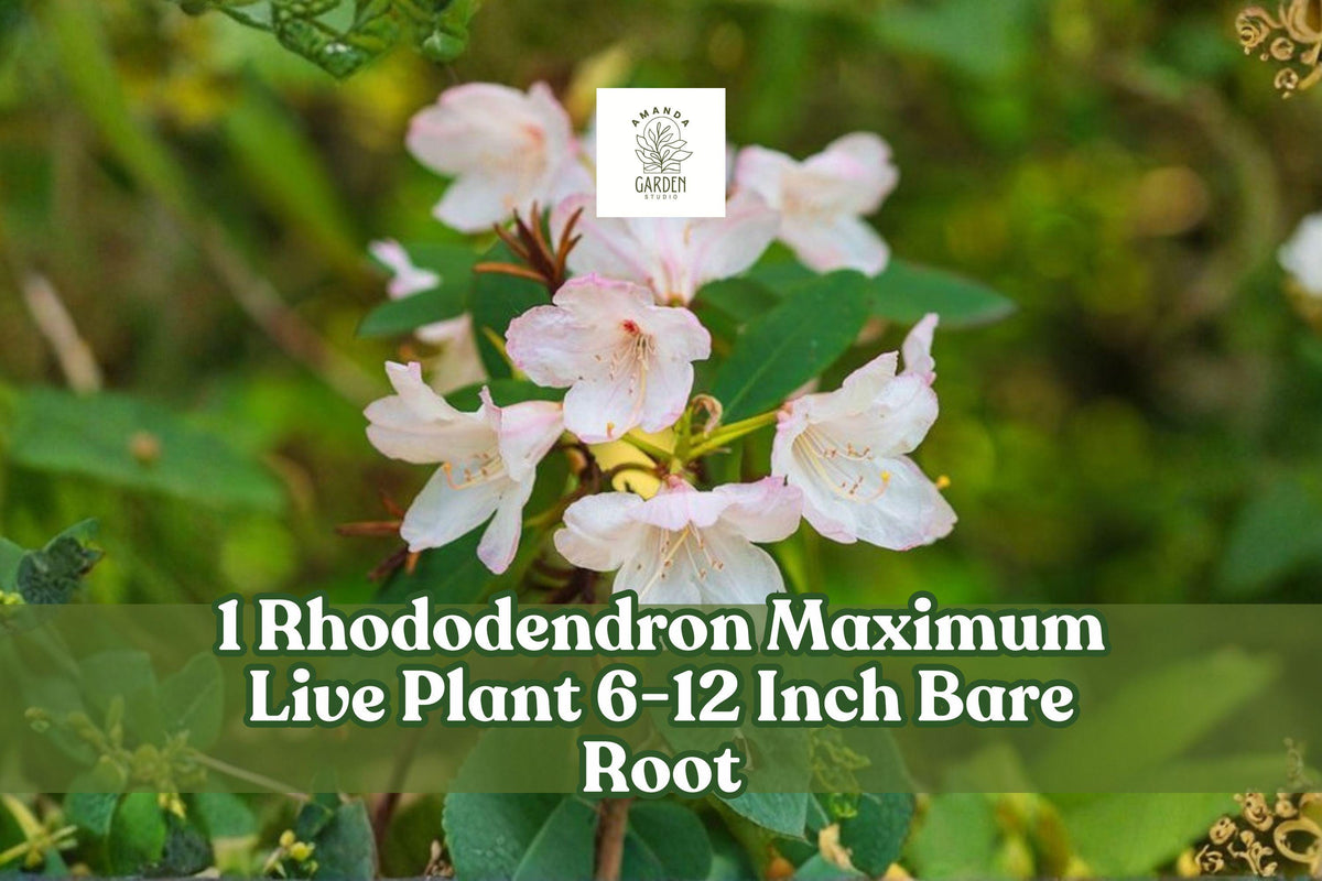 Rhododendron maximum shrub with clusters of pale pink and white blooms and green leaves