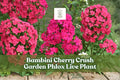 Garden phlox live plant with clusters of bright pink flowers and green leaves