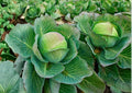 Heirloom cabbage plants with large, dense green heads