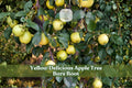 Apple tree branches with clusters of yellow fruit