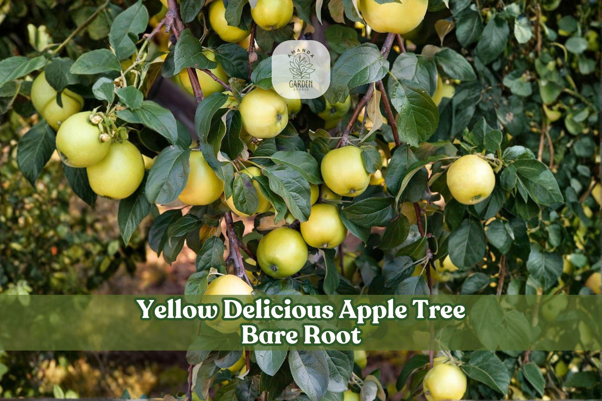 Apple tree branches with clusters of yellow fruit