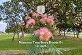 Mimosa tree seedling with pink fluffy flowers and fern-like leaves