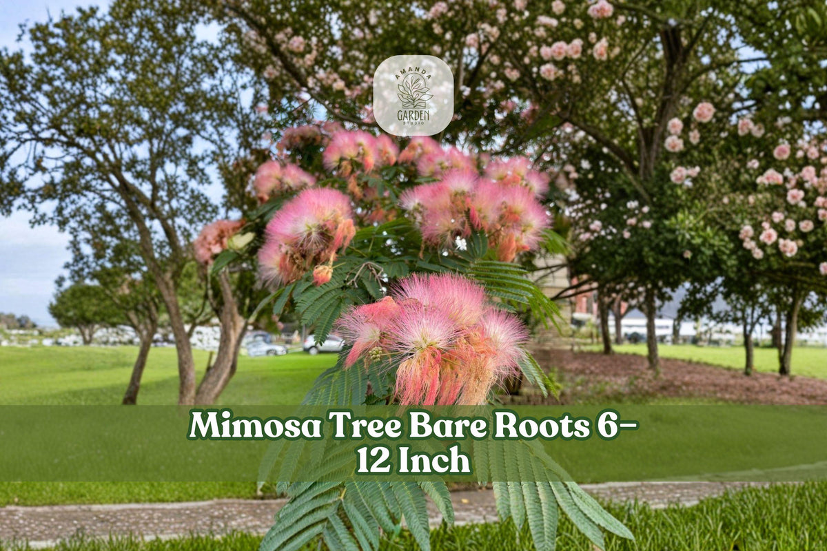 Mimosa tree seedling with pink fluffy flowers and fern-like leaves