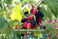 Red mulberry seedling in 4-inch pot, with green leaves and dark red berries