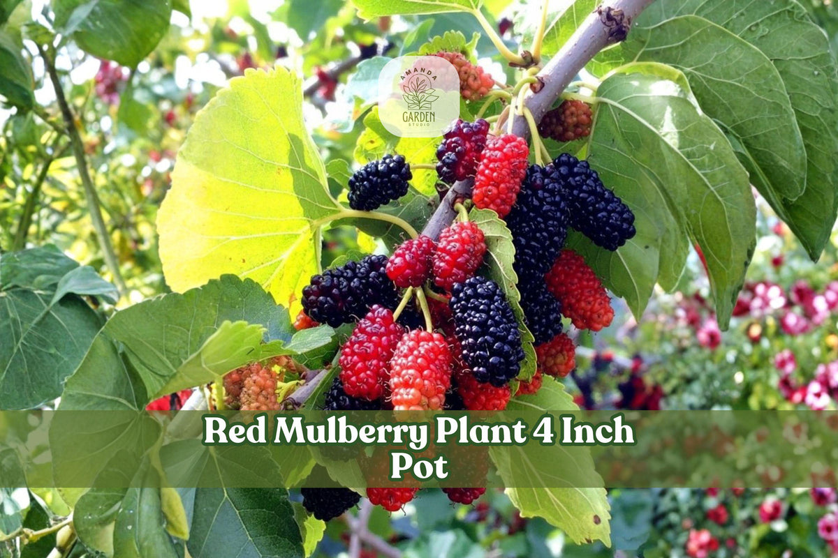 Red mulberry seedling in 4-inch pot, with green leaves and dark red berries