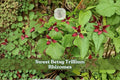 Sweet Betsy trillium plants with mottled green leaves and red, three-petaled flowers