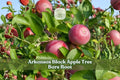 Bare root apple tree with red apples and green leaves