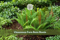 Cinnamon fern plants with feathery green fronds and upright cinnamon-brown fertile spikes