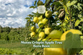 Grafted apple tree with green apples on bare-root sapling outdoors