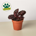 Potted Calathea 'Dottie' with dark pink-streaked leaves in terracotta pot