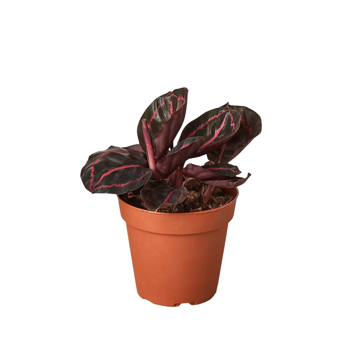 Small Calathea 'Dottie' in terracotta pot with dark leaves and pink streaked pattern