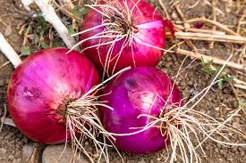 Red creole onions with purple-red bulbs and roots, fresh garden harvest.