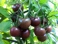 Heirloom black cherry tomatoes growing on a vine, dark burgundy fruit cluster