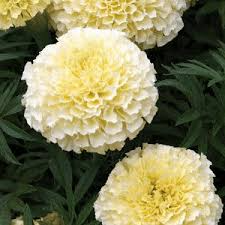 Pale yellow marigold flowers with layered petals