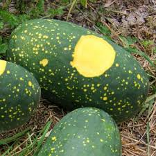 Heirloom watermelon seeds rind with speckled green skin and pale yellow crescent patch