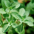 Marjoram herb plant with small green leaves and buds