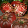 Cherokee Purple Tomato Seeds | Heirloom, Non-GMO | Dusky Pink-Purple | 80 Days | USDA Zones 3-10 |