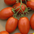Ripe Roma tomatoes with stems and leaves