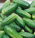 Fresh green cucumber fruits with bumpy skin