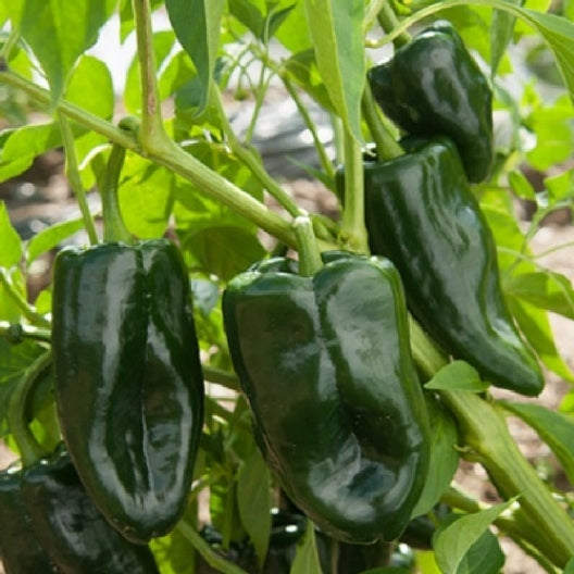 Poblano Pepper Seeds - Heirloom, Non-GMO - Mild Heat (1,000-1,500 Scoville) - 75 Days to Maturity - USDA Zones 4-10 - Perfect for Chile Rellenos